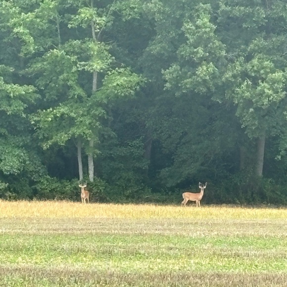 Posh Show!! Like this post to get notified when I go live! - Picture 10 of 11